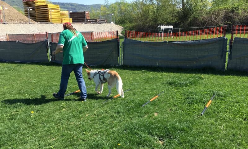Handicap Dogs (Hundeschule für Hunde mit Handicap)