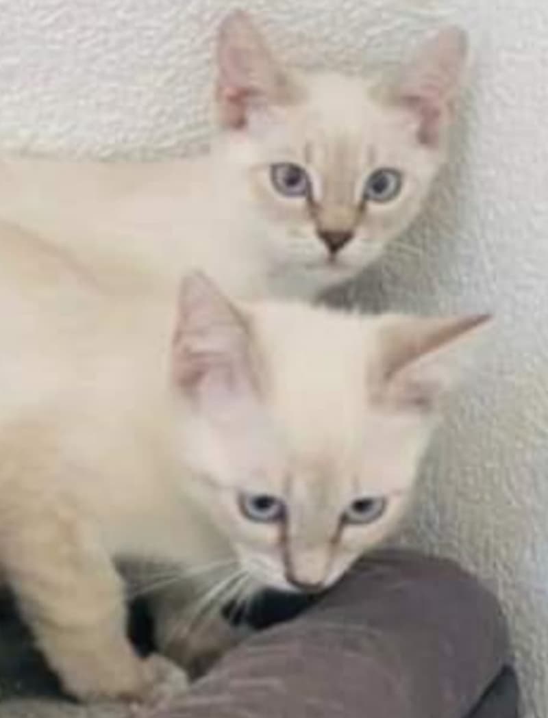 siam tabby babys