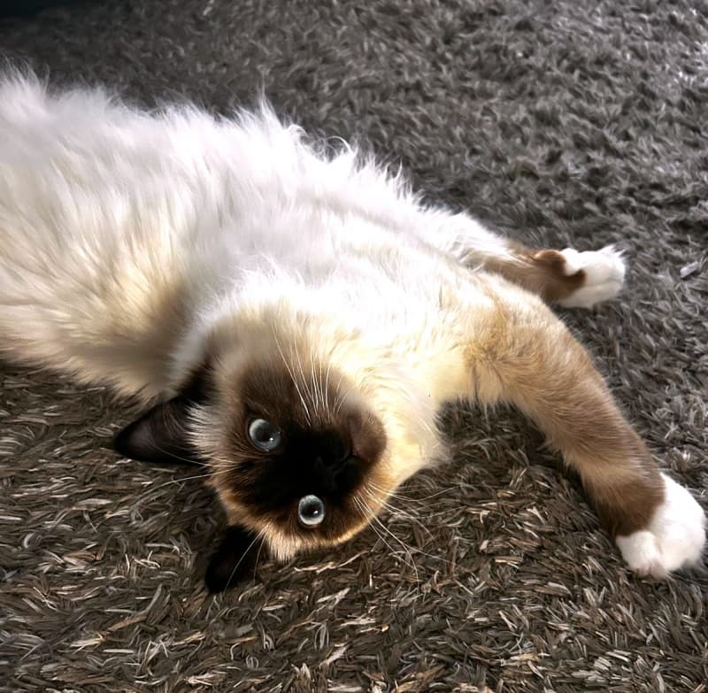Deckkater Heilige Birma