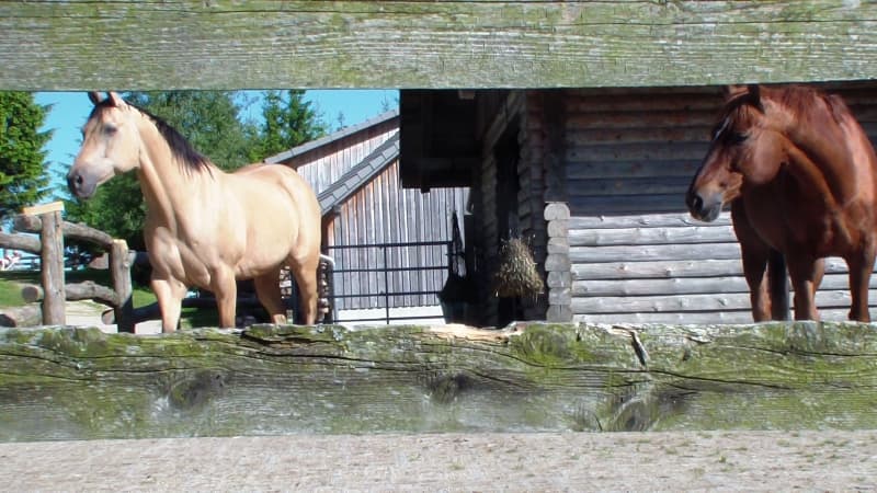 Erste Schritte mit dem Pferd inkl. Ausritt