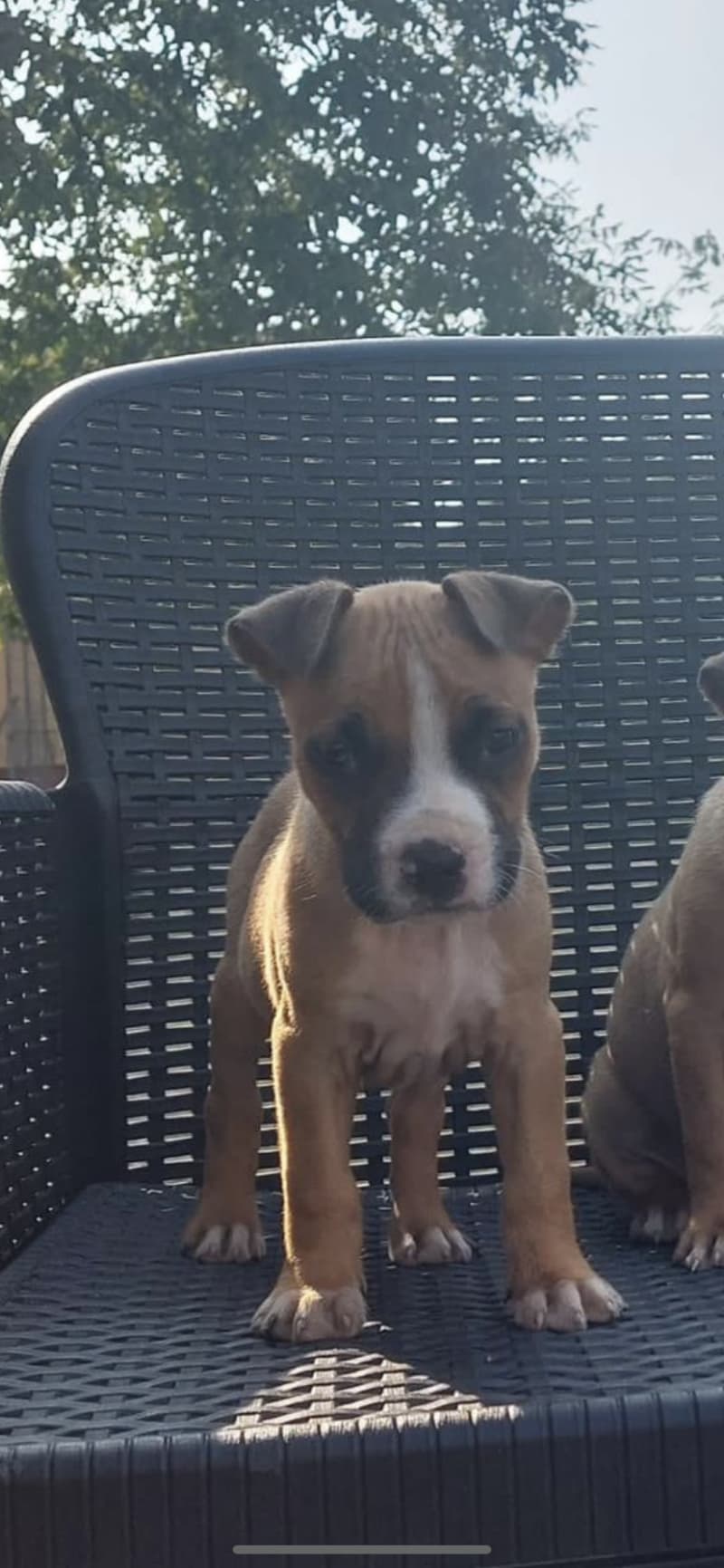 American Staffordshire Terrier / Amstaff