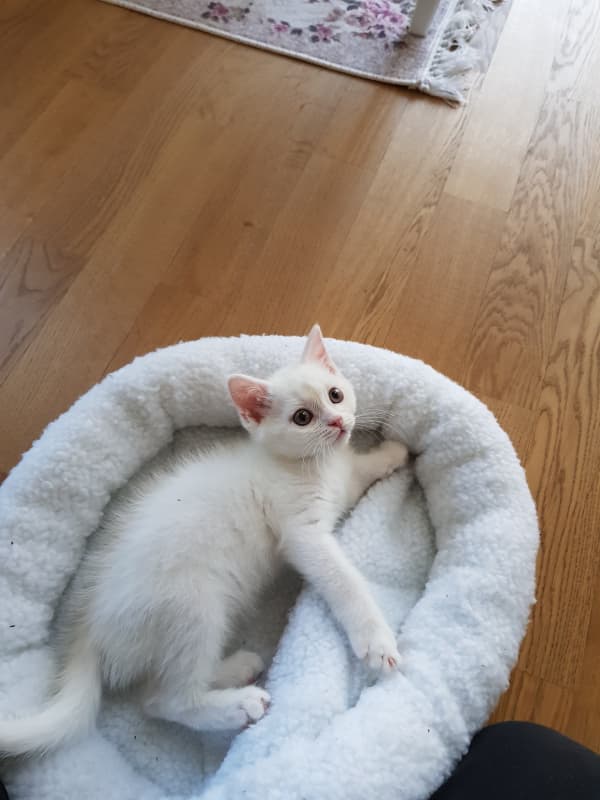 Baby BHK Kätzchen, weiss und männlich 3 Monate alt