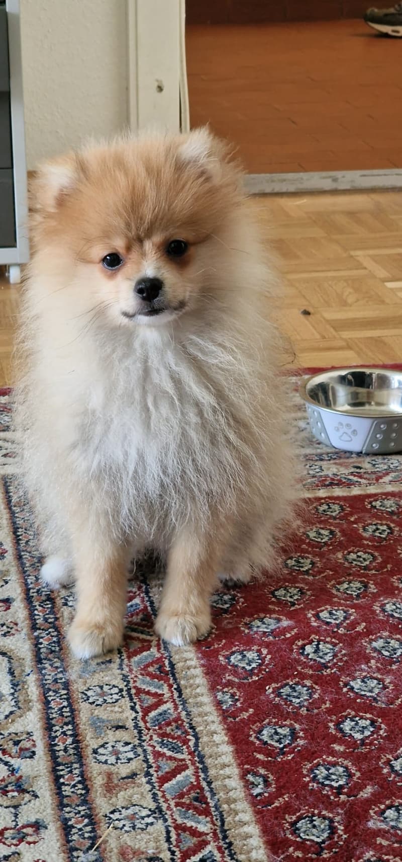 Pomeranian zu verkaufen
