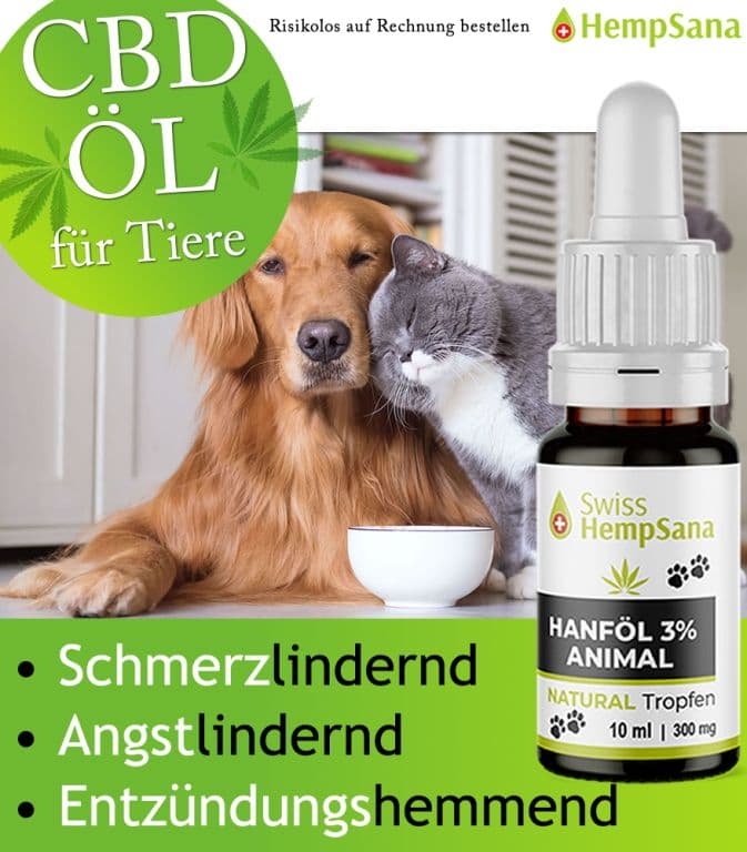 CBD bei Hunden und Katzen, die Alternative für mehr Lebensqualitä
