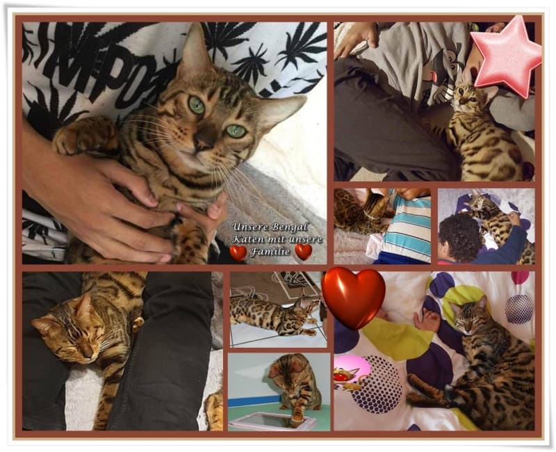 Hercules,Lion 2 bruder Bengalkater Reinrassige mit Stammbaum