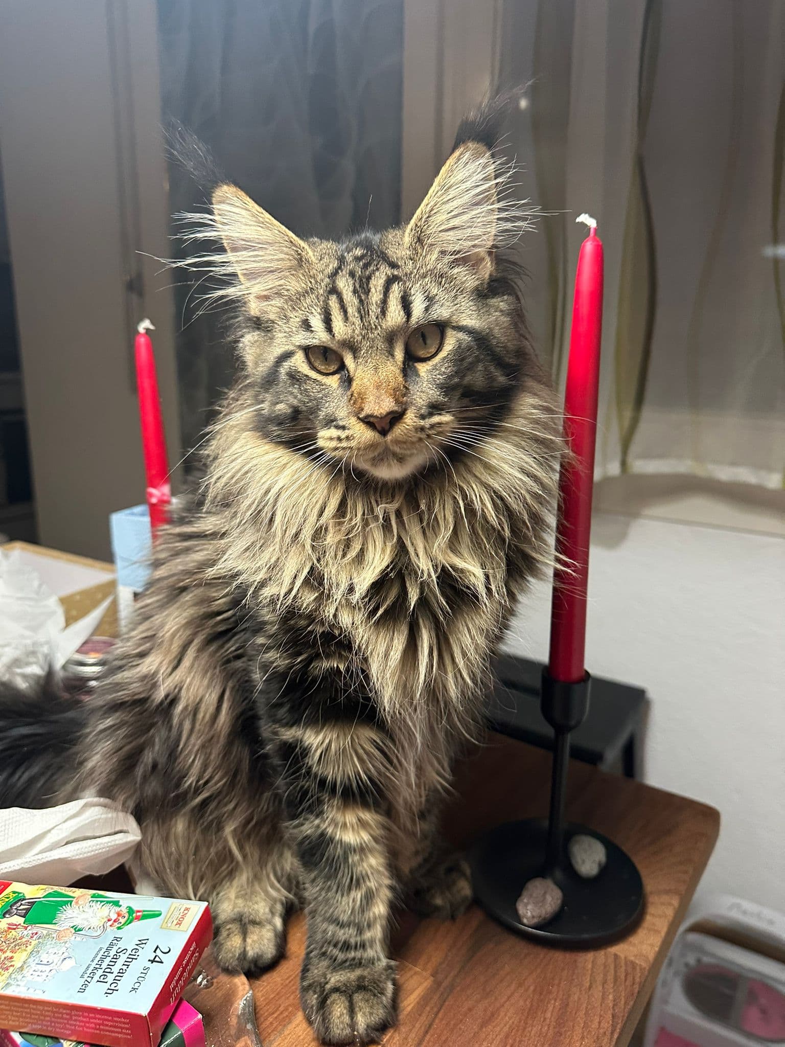Reinrassiger Maine Coon Deckkater