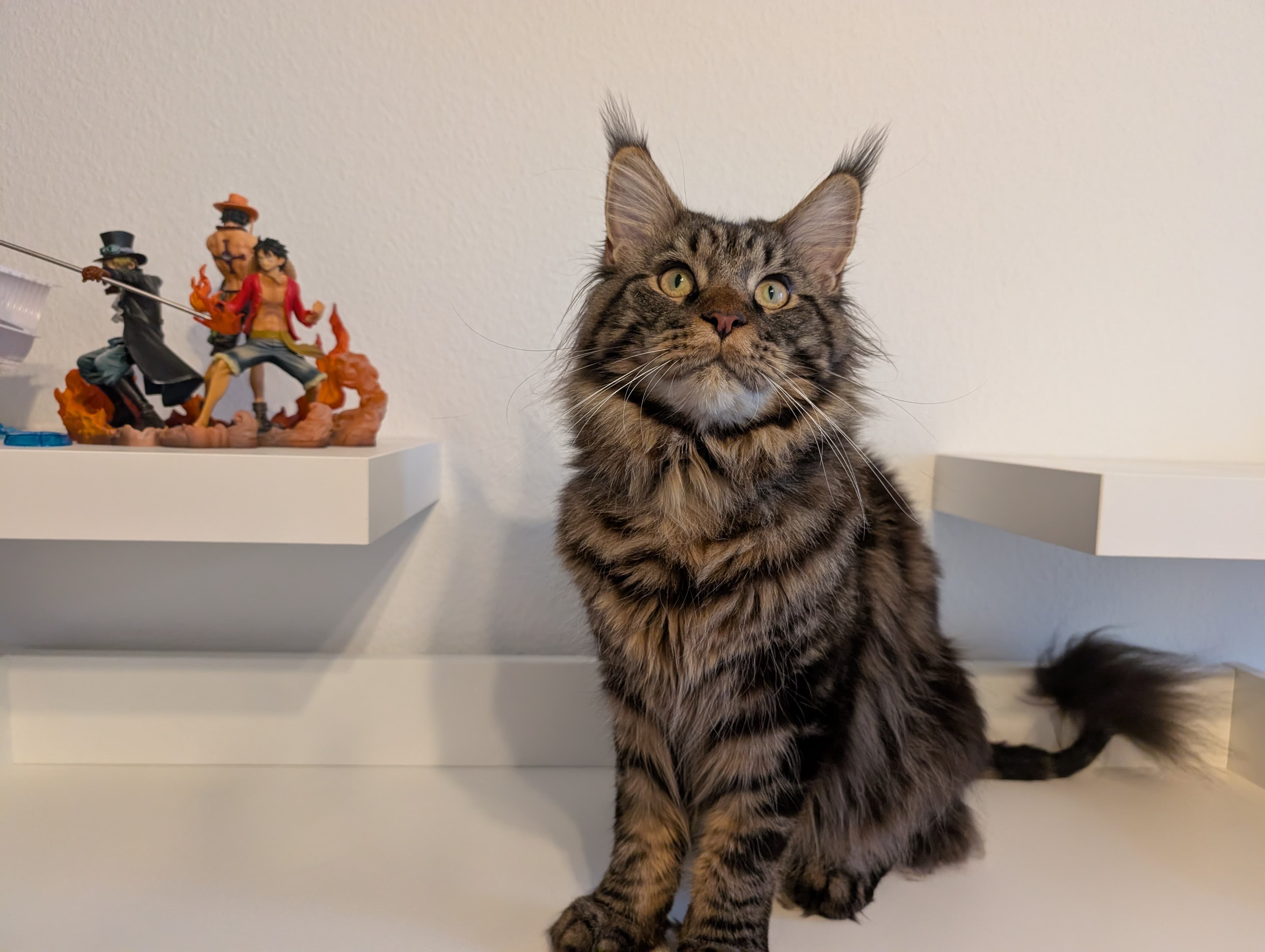Reinrassiger Maine Coon Deckkater