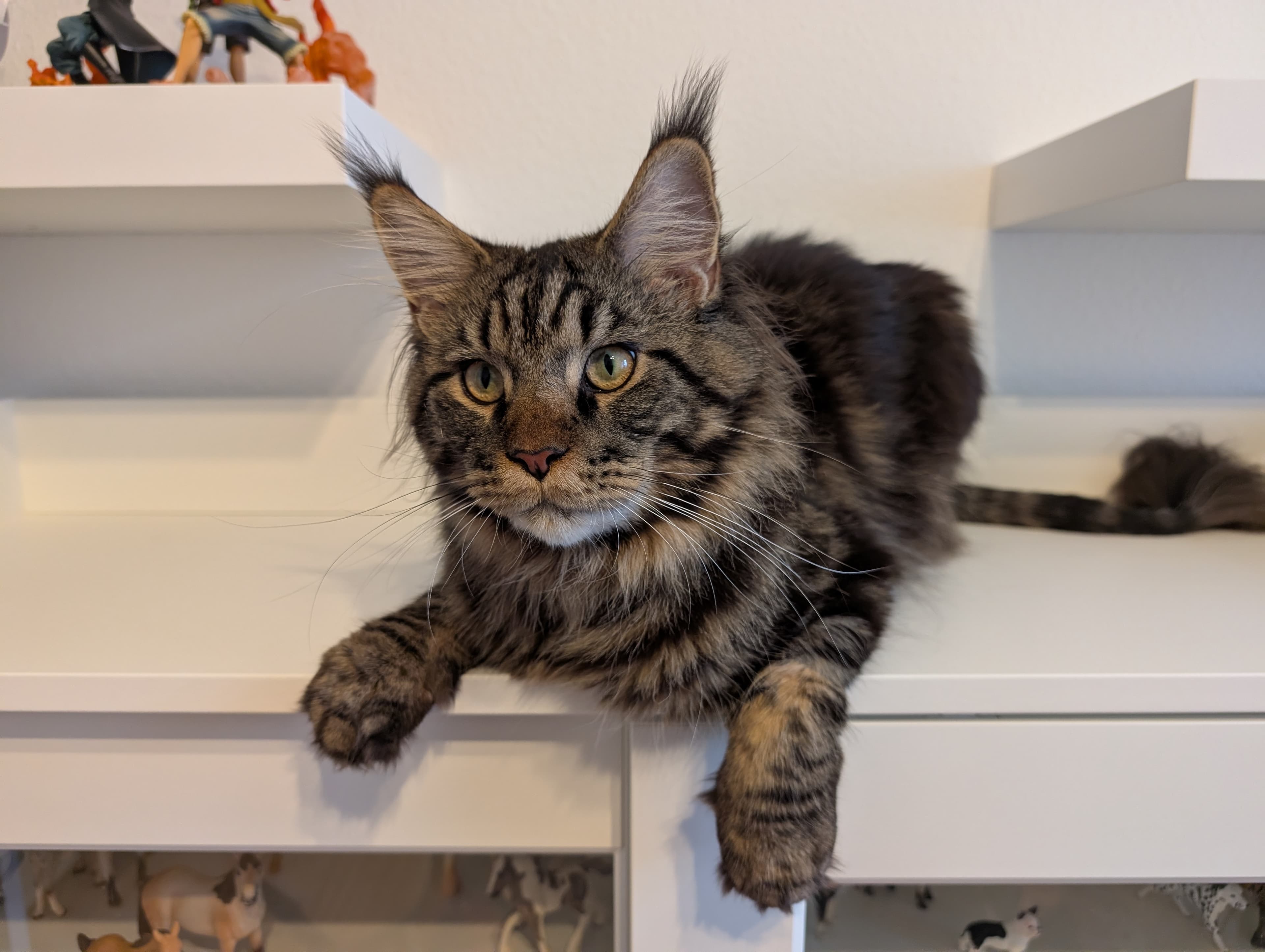 Reinrassiger Maine Coon Deckkater