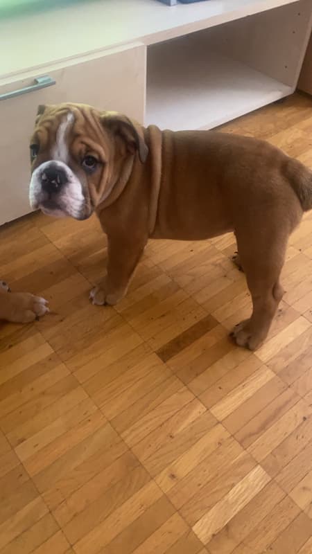 Englische Bulldoggen Welpen