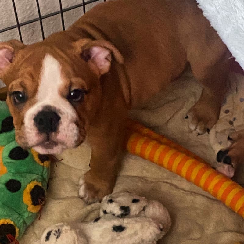 Englische Bulldoggen Welpen