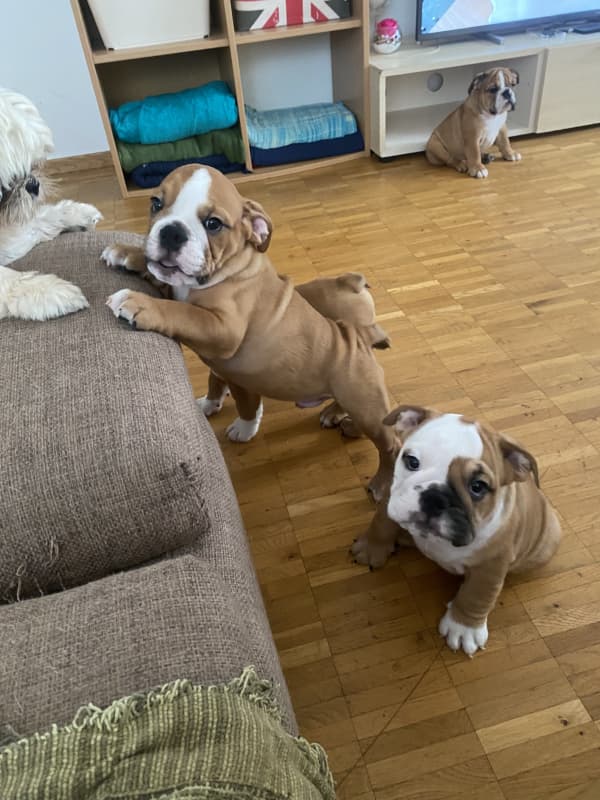 Englische Bulldoggen Welpen