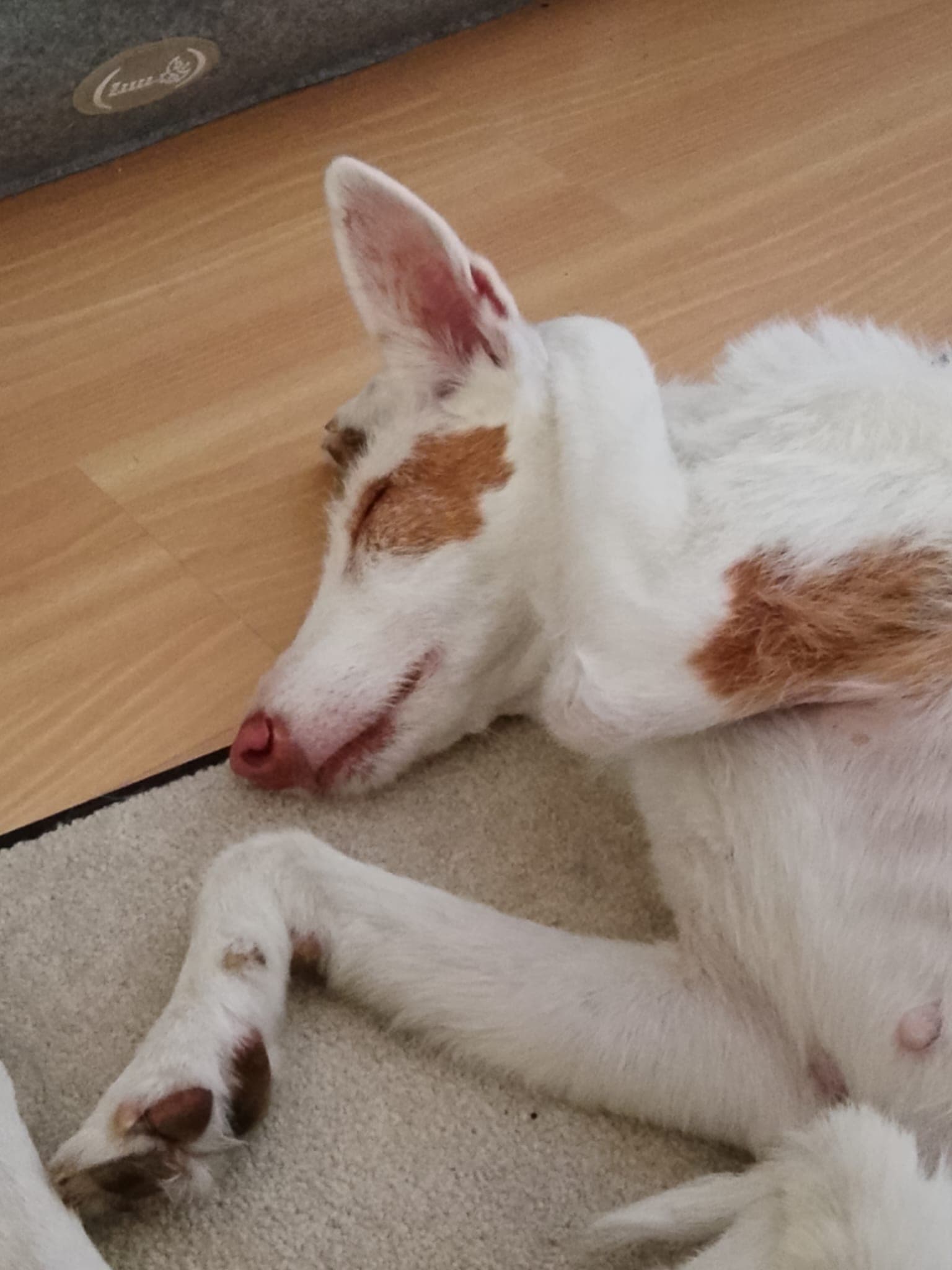 Aurelia, zauberhafte Podenca Ibicenca sucht neue Familie