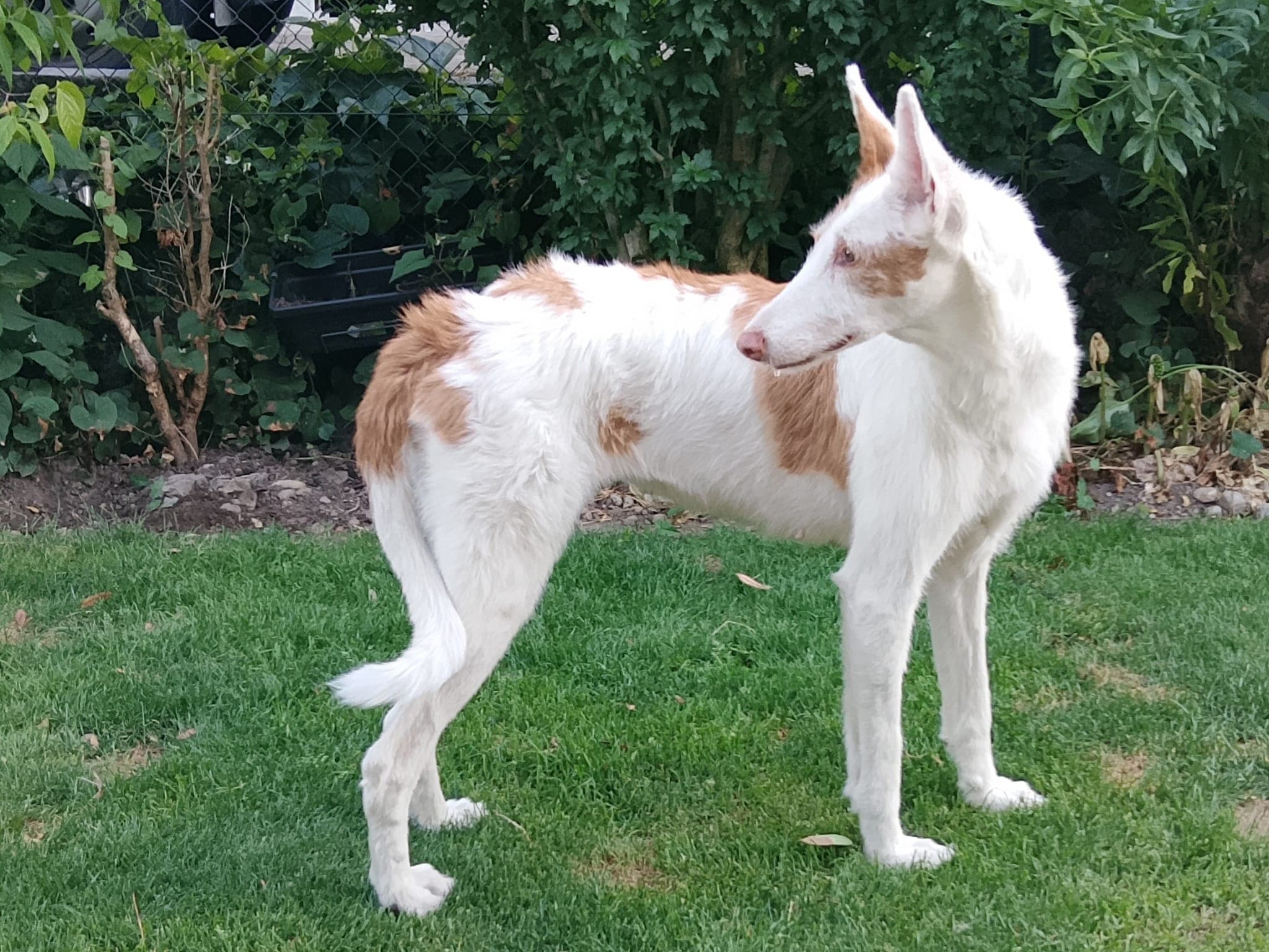 Aurelia, zauberhafte Podenca Ibicenca sucht neue Familie