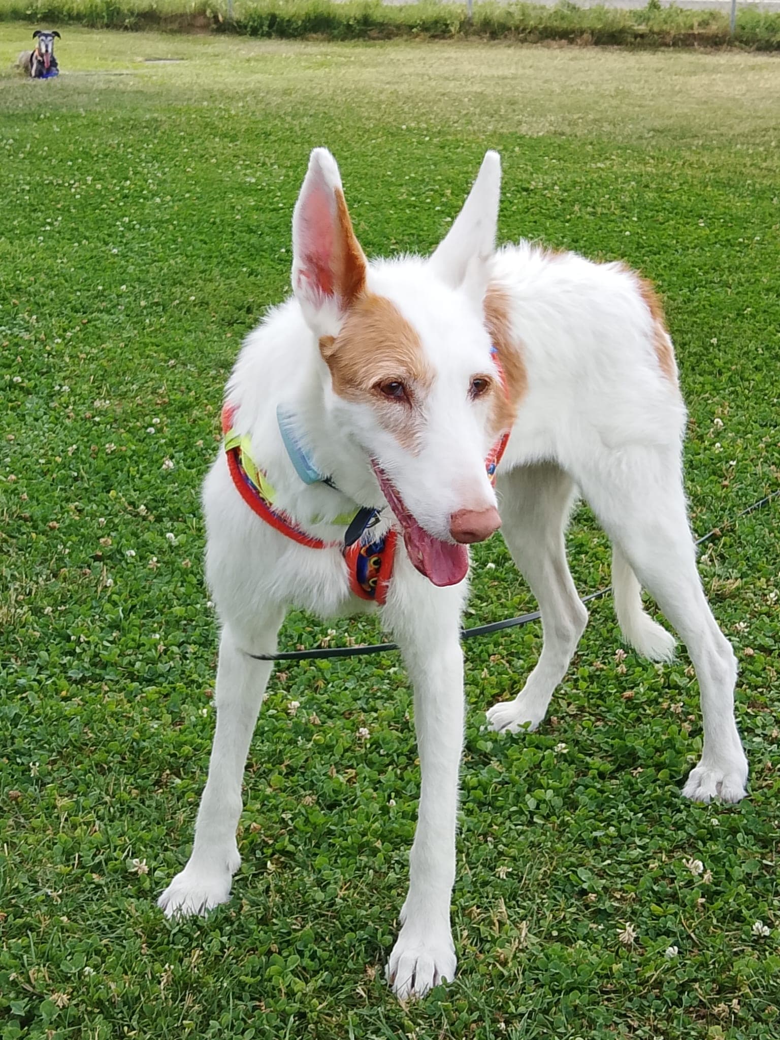 Aurelia, zauberhafte Podenca Ibicenca sucht neue Familie