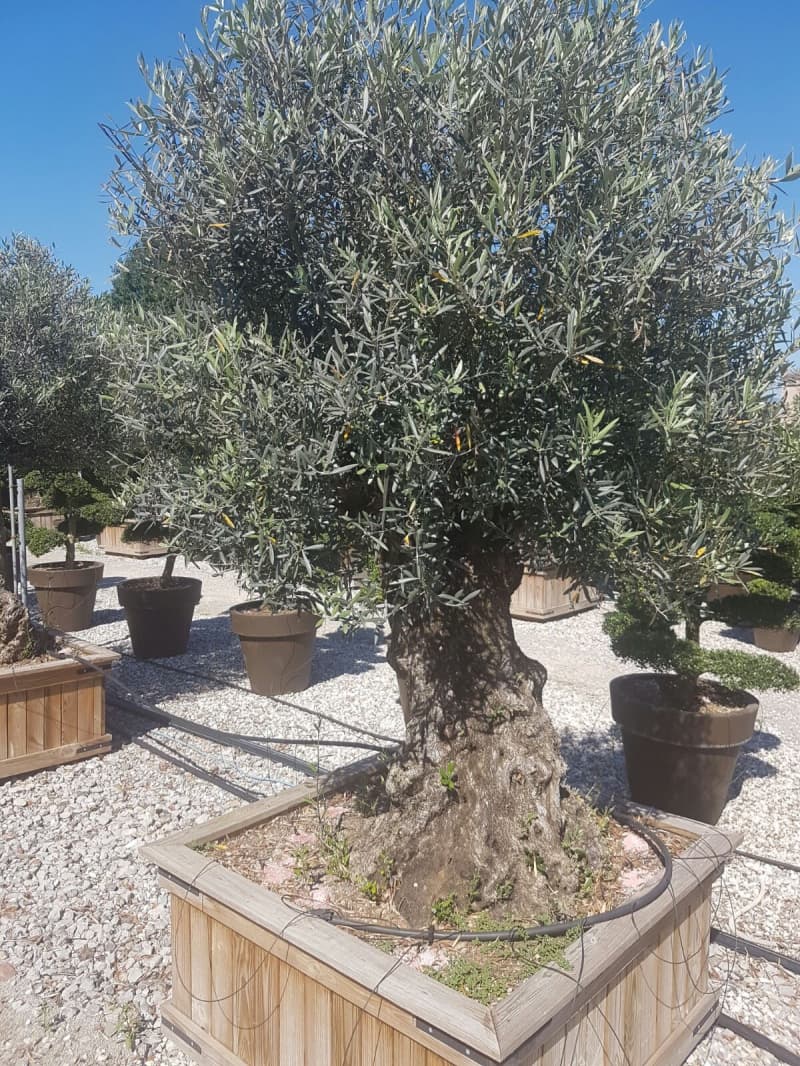 Galamo Gartenbau