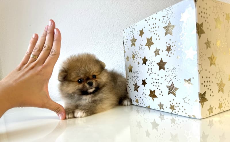 Pomeranian Zwergspitz Welpen Teddy Bärchen Typ