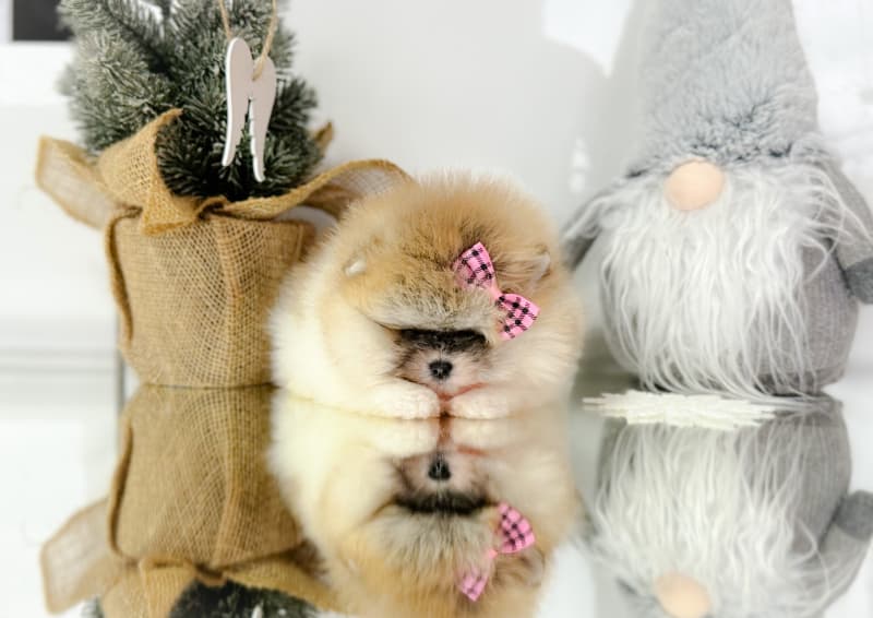Pomeranian Zwergspitz Welpen Teddy Bärchen Typ