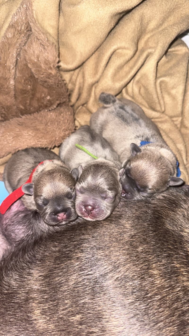 Französische Bulldogge Welpen Blue