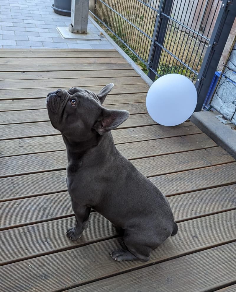 Französische Bulldogge Welpen Blue
