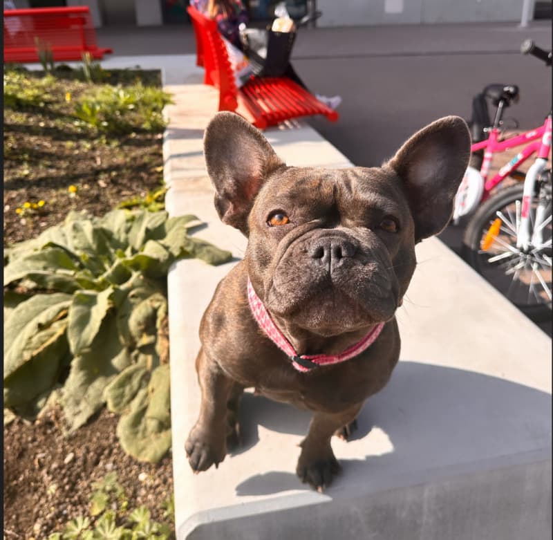 Französische Bulldogge Welpen Blue