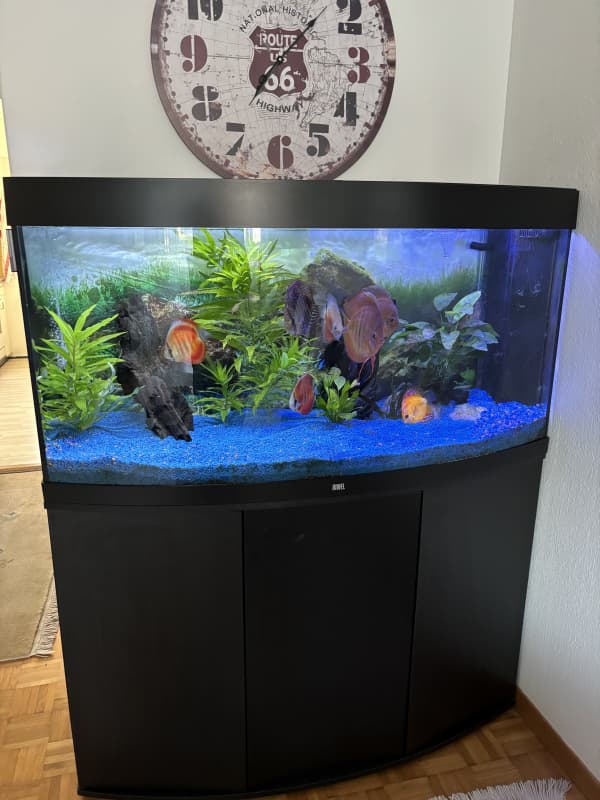 Zu Verkaufen Aquarium RIO 360 LT