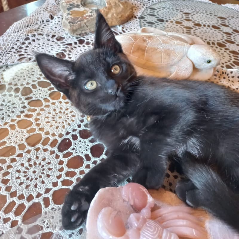 Katzenbabys