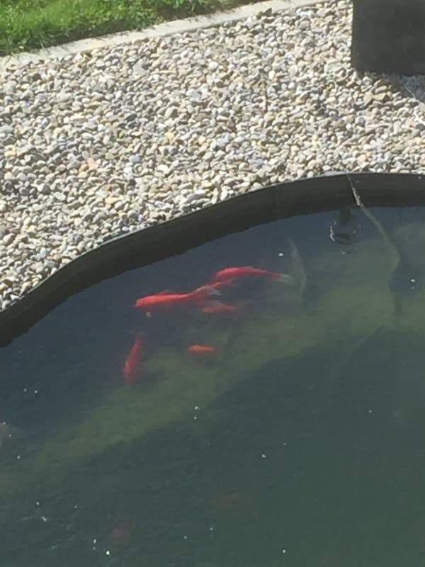 Goldfische