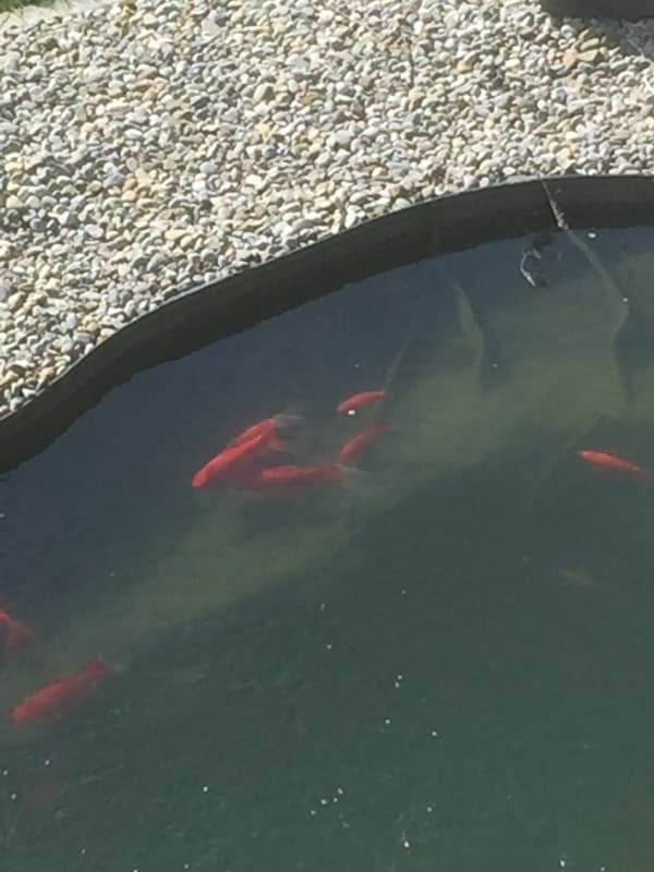 Goldfische