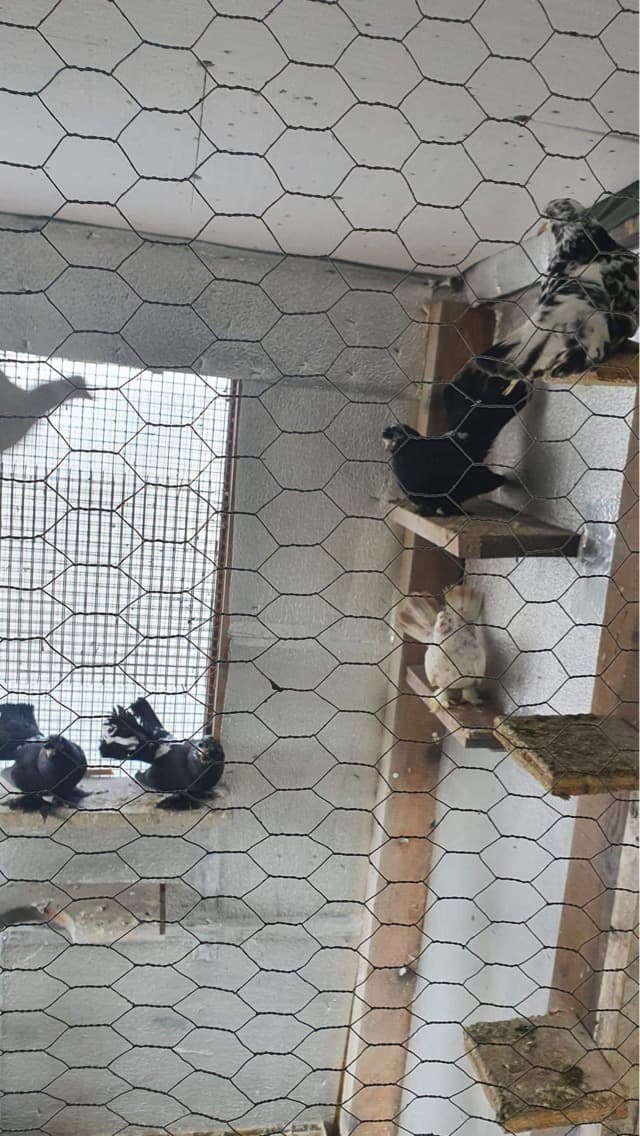 Türkische Takla Tauben