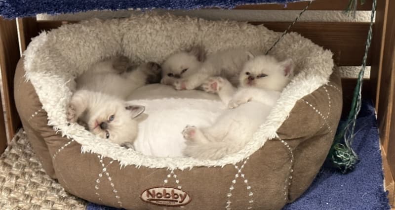 BKH Kitten / Point Reinrassig / Junge Katzen