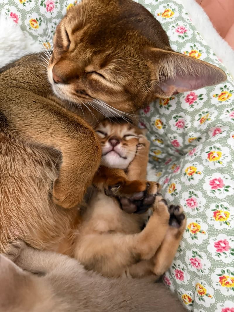 Chatons Abyssin de race pure