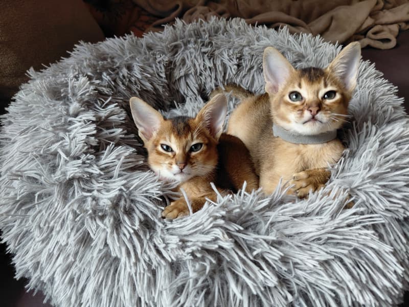 Chatons Abyssin de race pure