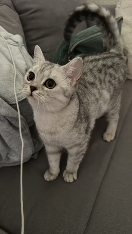 Deckkater gesucht
