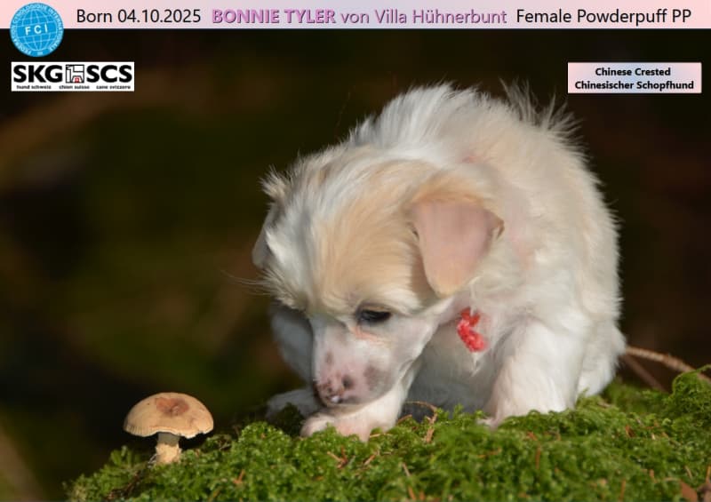 BEE GEE - BONNIE TYLER - BETTY LEGLER auf dem Weg zu dir?
