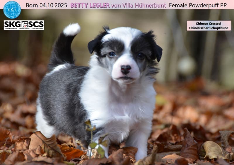 BEE GEE - BONNIE TYLER - BETTY LEGLER auf dem Weg zu dir?