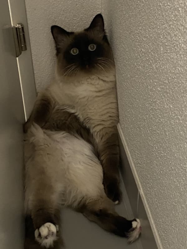 DeckKater Simon