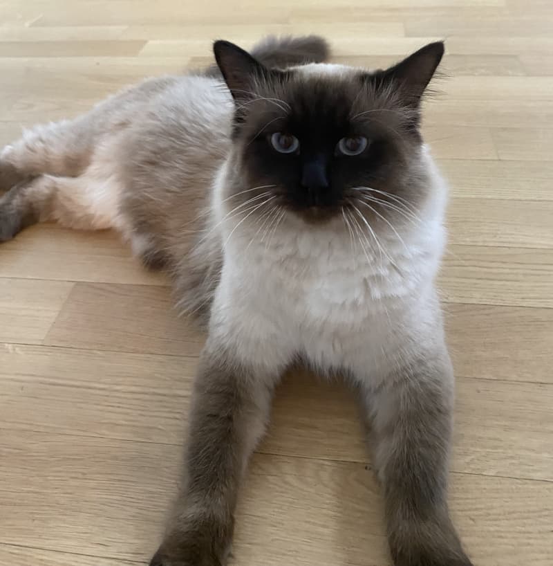 DeckKater Simon