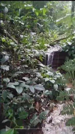 Brasilien 60 Ha Früchtefarm Presidente Figueiredo Am