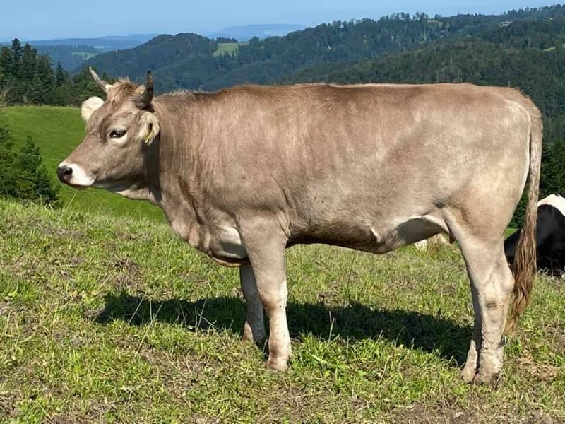 Trächtiges Original Braunvieh Rind - Reh