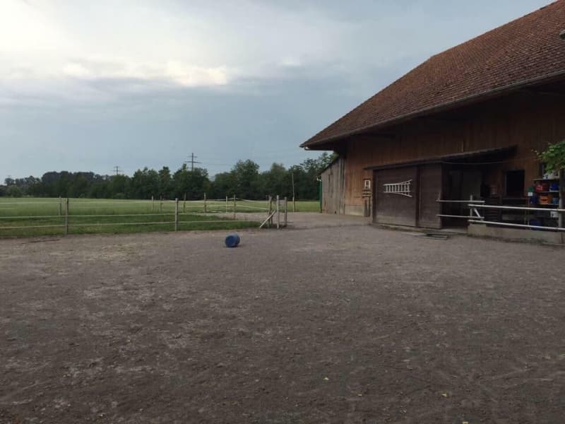 Grosse einzel- Auslaufboxe in Gisikon