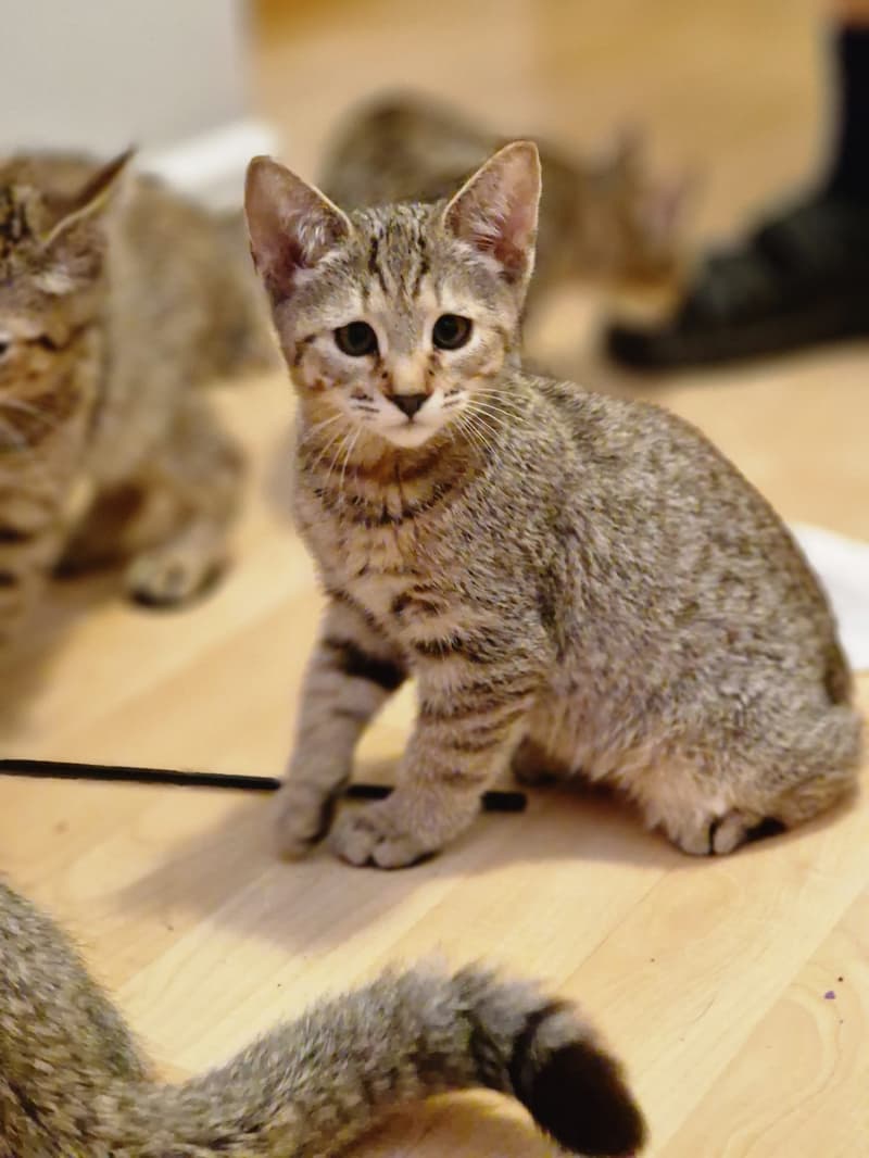 Pixie-Bob kitten