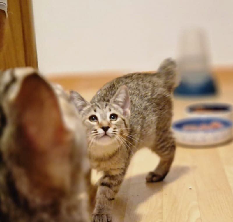 Pixie-Bob kitten