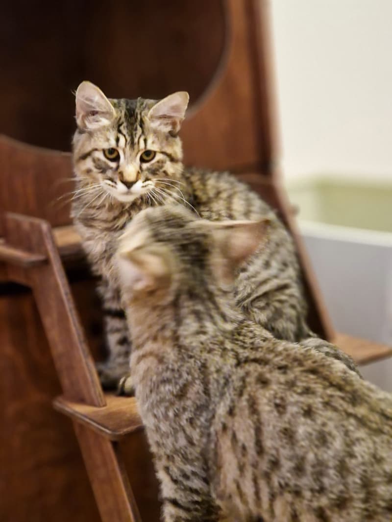 Pixie-Bob kitten