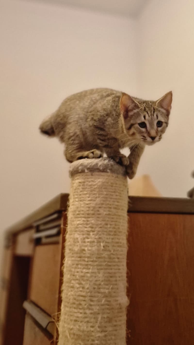 Pixie-Bob kitten