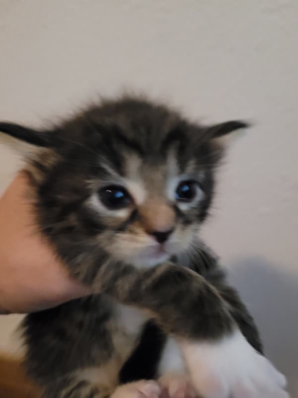Reinrassige Maine Coon Kitten