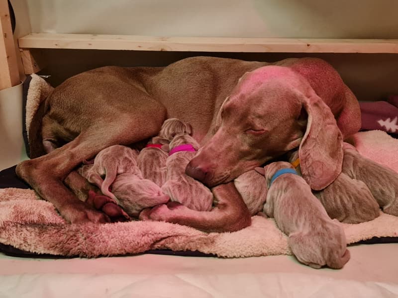 Weimaraner-Welpen– Hurra wir sind da