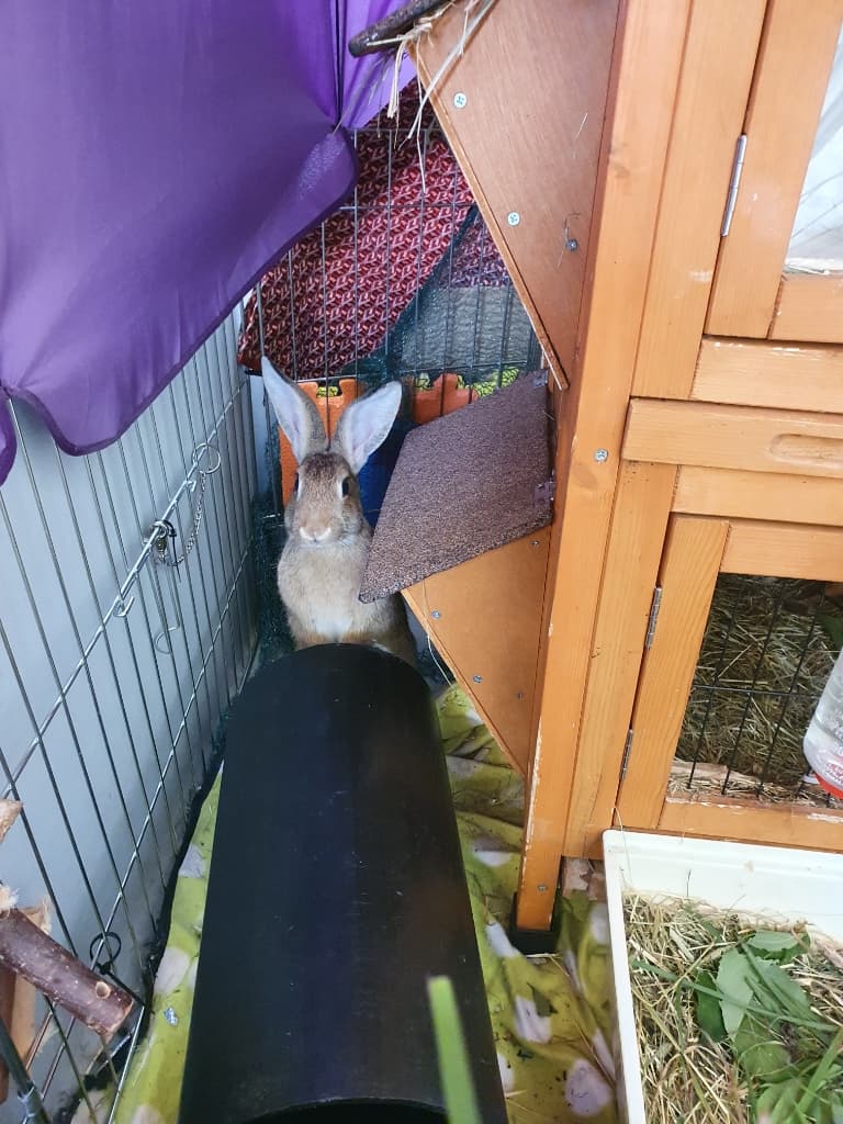 Dringend ein Platz gesucht für 3 Hasen