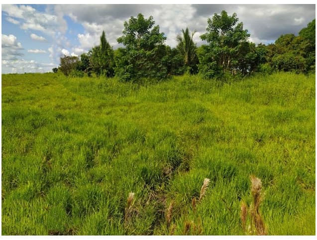 Brasilien 1'000 Ha Tiefpreis - Grundstück mit Rohstoffen Region