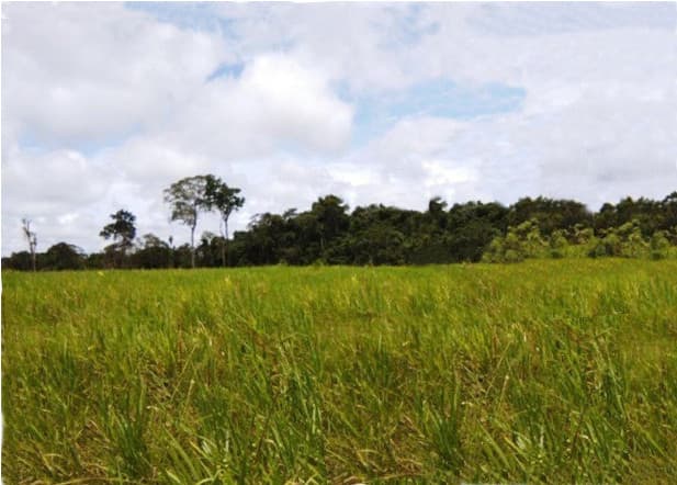 Brasilien 1'000 Ha Tiefpreis - Grundstück mit Rohstoffen Region