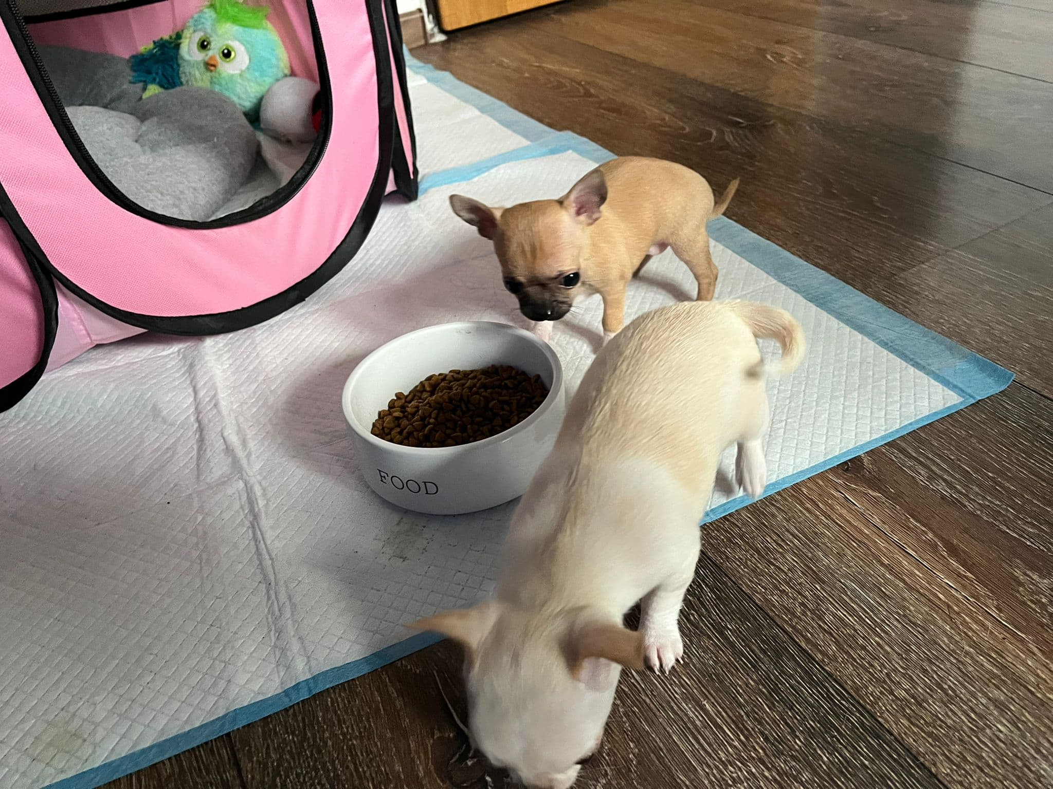Chihuahua welpen
